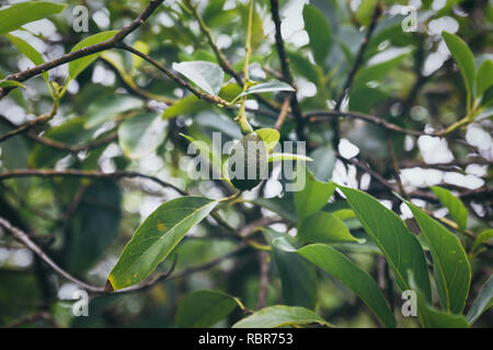 Avocado Obst auf einem Baum auf der Insel Oahu, Hawaii Stockfoto