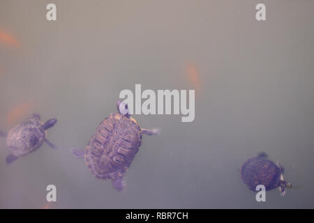 Schildkröte. Schildkröten im Teich im Park von Benalmadena, Andalusien, Spanien. Stockfoto