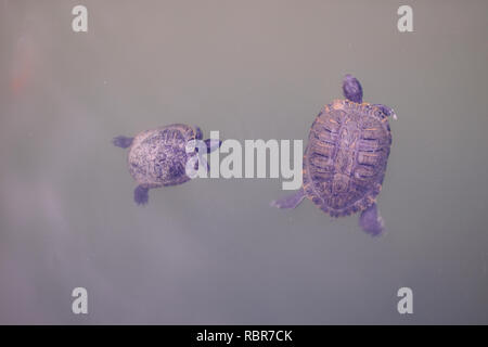 Schildkröte. Schildkröten im Teich im Park von Benalmadena, Andalusien, Spanien. Stockfoto