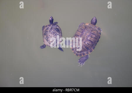 Schildkröte. Schildkröten im Teich im Park von Benalmadena, Andalusien, Spanien. Stockfoto