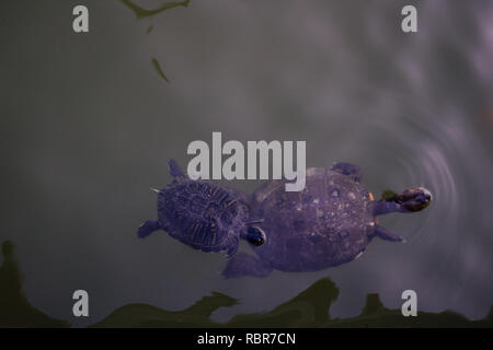 Schildkröte. Schildkröten im Teich im Park von Benalmadena, Andalusien, Spanien. Stockfoto