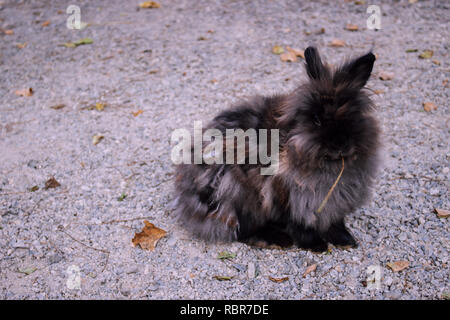 Kaninchen. Flauschig grau Kaninchen in den Park von Benalmadena, Andalusien, Spanien. Stockfoto