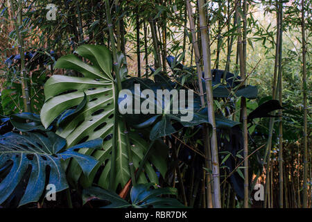 Palm Tree. Palm Blätter in den Park von Benalmadena, Andalusien, Spanien. Stockfoto