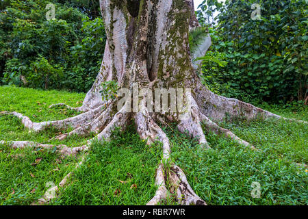 Großer Baum mit großen mächtigen Wurzeln in den tropischen Wald von Oahu, Hawaii Stockfoto