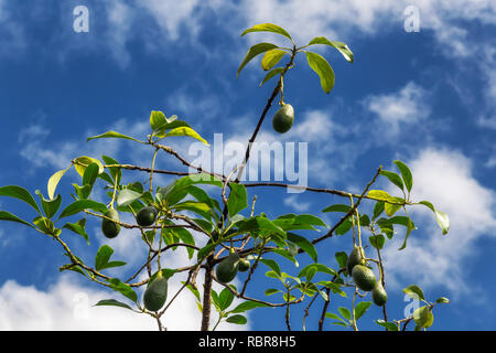 Avocado Baum und blauer Himmel Hintergrund auf der Insel Oahu, Hawaii Stockfoto