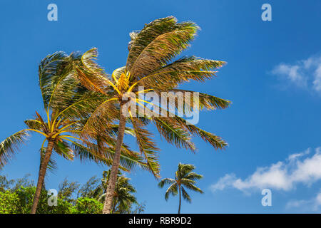 Palmen in den Wind und Wolken und blauer Himmel Stockfoto