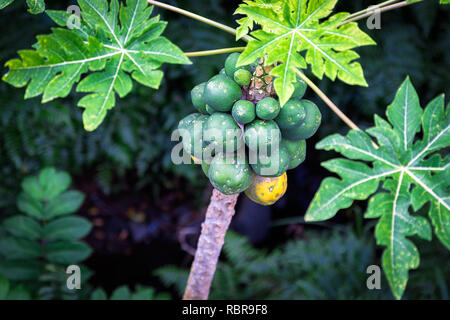 Papaya Baum mit viel Obst auf der Insel Oahu, Hawaii Stockfoto