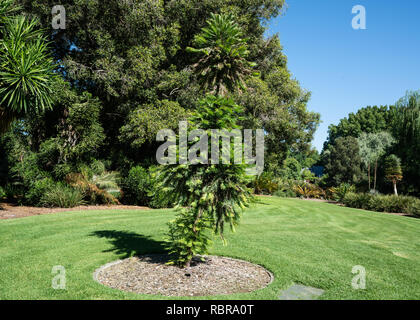 Wollemi Pine Wollemia nobilis oder eine besonders gefährdete Nadelwälder Baum in Adelaide Botanic Gardens SA Australien Stockfoto