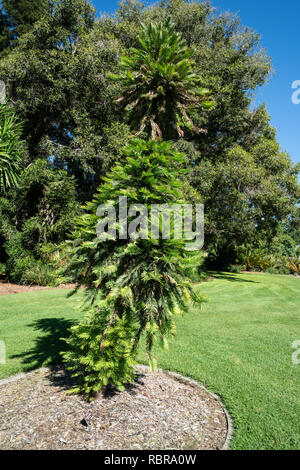 Wollemi Pine Wollemia nobilis oder eine besonders gefährdete Nadelwälder Baum in Adelaide Botanic Gardens SA Australien Stockfoto