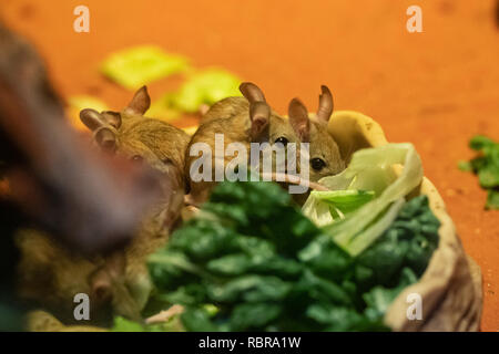 Mehrere Spinifex hopping Maus oder notomys Alexis Stockfoto