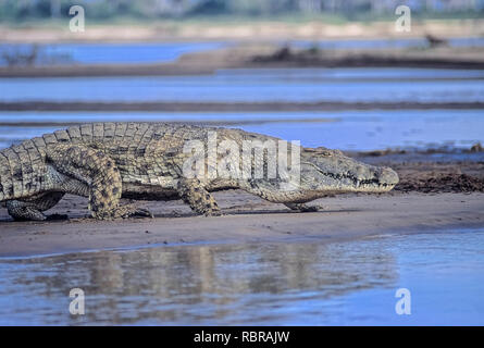 Nilkrokodil (Crocodylus niloticus), Selous Game Reserve, Morogoro, Tansania, Afrika Stockfoto