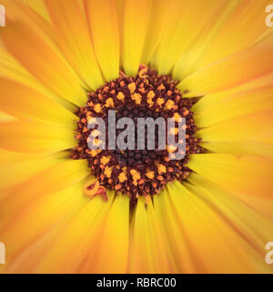 Makroaufnahme eines schönen gelben und orangefarbenen Gerber Daisy, Nahaufnahme Stockfoto