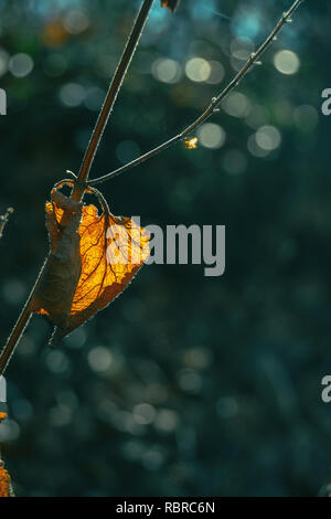 Nahaufnahme von einem herbstlichen trockene Blatt durch Sonnenlicht löchrig Stockfoto