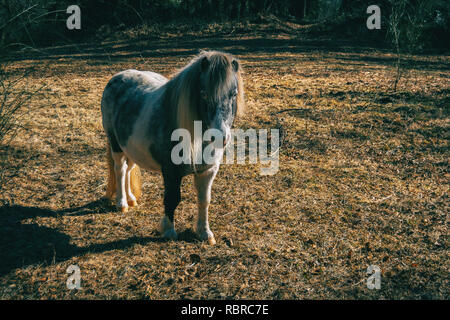 Ein Pony im Wald an Kamera suchen Stockfoto