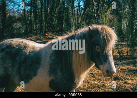 Porträt einer Pony im Sonnenlicht in einem Wald Stockfoto