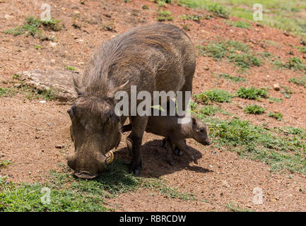 Beweidung Warzenschwein mit Ferkel im hluhluwe-imfolozi Nationalpark, Südafrika Stockfoto
