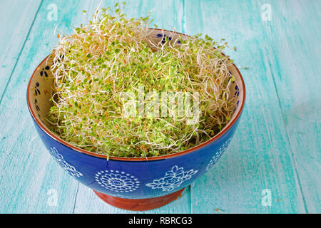 Rotklee Sprossen in eine blaue Schüssel. Stockfoto