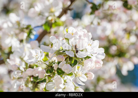 Die Biene auf dem Apfelbaum am Frühling Stockfoto