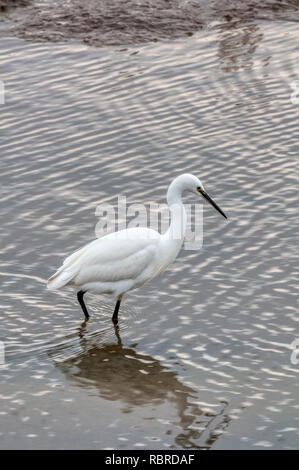 Ein seidenreiher, Egretta garzetta, Angeln in einem Bach bei titchwell an der nördlichen Küste von Norfolk. Stockfoto