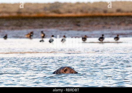 Männliche Kegelrobbe Halichoerus grypus, Schwimmen von Blakeney Punkt auf der nördlichen Küste von Norfolk. Stockfoto