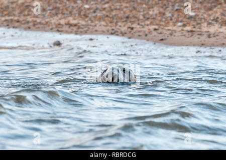 Männliche Kegelrobbe Halichoerus grypus, Schwimmen von Blakeney Punkt auf der nördlichen Küste von Norfolk. Stockfoto