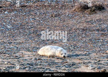 Baby grey SEAL Pup, grypus Halichoerus grypus, H., am Strand von Blakeney Punkt auf der nördlichen Küste von Norfolk. Stockfoto
