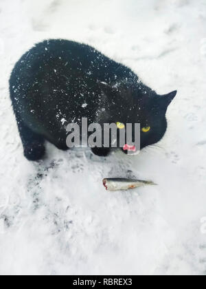 Schöne schwarze Katze leckt, wenn Fisch zu essen Stockfoto