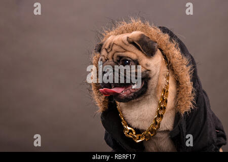 Mops Hund tragen schwarze Jacke mit Fell Kapuze und großen goldenen Halskette, Gangster, Portrait, studio Shot, horizontale Ausrichtung Stockfoto