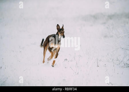 Jagd Windhund Hortaya Borzaya Hund während Hase - Jagd im Winter Tag In schneebedeckten Feld. Stockfoto