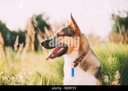 Close Up Portrait von Mischling Hund sitzt im grünen Gras. Stockfoto