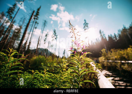 Nationalpark Tatra, Polen. Rosebay Chamaenerion Weidenröschen - Angustifolium in Tatra Wald. Stockfoto