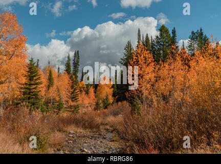 Fallen in den Wasatch National Forest Stockfoto