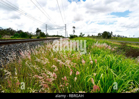 Themeda australis - Kangaroo Gras, Wachsende neben Rail verfolgen und überwachen. Stockfoto