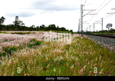 Themeda australis - Kangaroo Gras, Wachsende neben Rail verfolgen und überwachen. Stockfoto