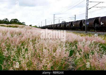 QUEENSLAND KOHLE ZUG REISEN DURCH LAND Stockfoto