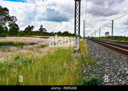 Themeda australis - Kangaroo Gras, Wachsende neben Rail verfolgen und überwachen. Stockfoto