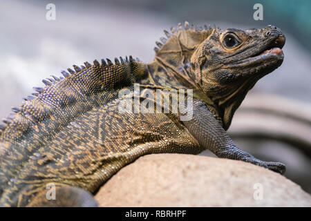 Crested Lizard oder sailfin Lizard oder Hydrosaurus pustulatus Stockfoto