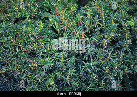 Conifer Strauch Stockfoto
