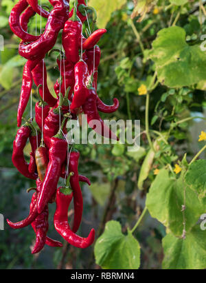 Roh reif red hot chili peppers hängend an einem Seil, in der Nähe Stockfoto