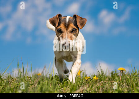 Hund läuft über eine Wiese vor blauem Himmel - Jack Russell 10 Jahre alt Stockfoto