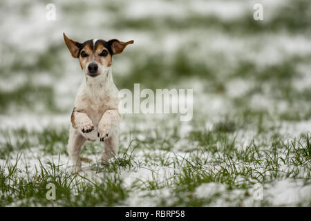 Kleiner Hund läuft auf einer Wiese im Schnee im Winter Landschaft - Süße Jack Russell Terrier Hund, 12 Jahre alt, Haartyp glatt Stockfoto