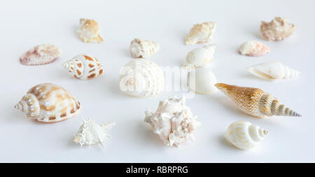 Set Sammlung von Muscheln in den weißen Hintergrund. Stockfoto