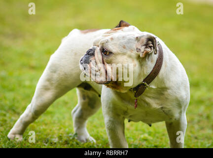 Eine braune und weiße Englische Bulldogge, die auf dem Rasen, verspielt und fröhlich. Die Bulldog ist ein muskulöser, schwerer Hund mit einem Zerknitterten Gesicht und eine di Stockfoto