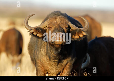 Porträt eines Afrikanischen oder Kaffernbüffel (Syncerus Caffer), Mokala National Park, Südafrika Stockfoto