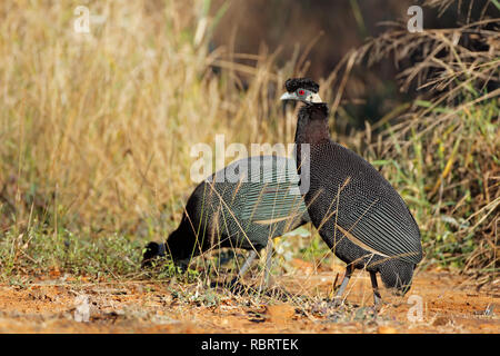 Guineafowls Crested (Guttera pucherani) im natürlichen Lebensraum, Südafrika Stockfoto