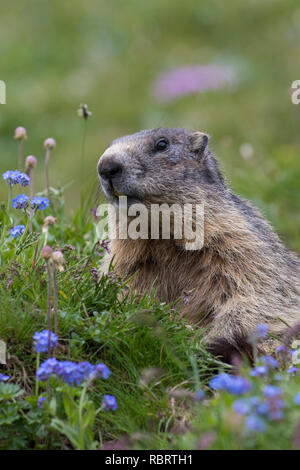 Alpine Murmeltier (Marmota marmota) unter Wildblumen im Sommer in den Alpen Stockfoto