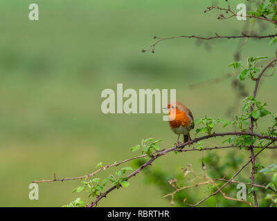 Robin, thront in der Landschaft Stockfoto