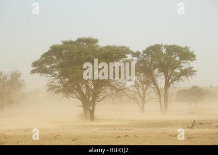 Landschaft mit Bäumen während einer schweren Sandsturm in der Wüste Kalahari, Südafrika Stockfoto