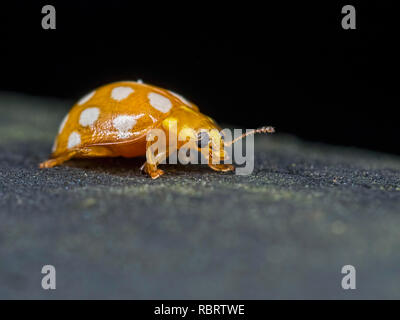 Profil Foto einer Orange Marienkäfer (Halzia sedecimguttata) auf einer Brücke Handlauf an blashford Seen Naturschutzgebiet im Oktober gefunden. Stockfoto