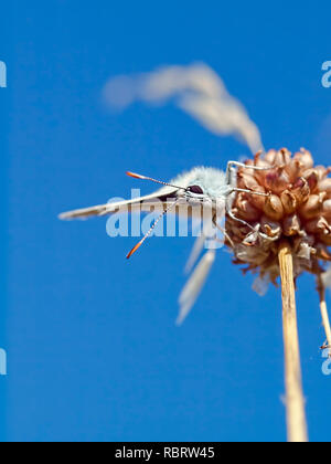 Auge in Auge mit einem Kreide-Hill Blau (Lysandra coridon) Butterfly an Broadcroft Steinbruch, Portland, Dorset 2013 genommen Gesicht Stockfoto